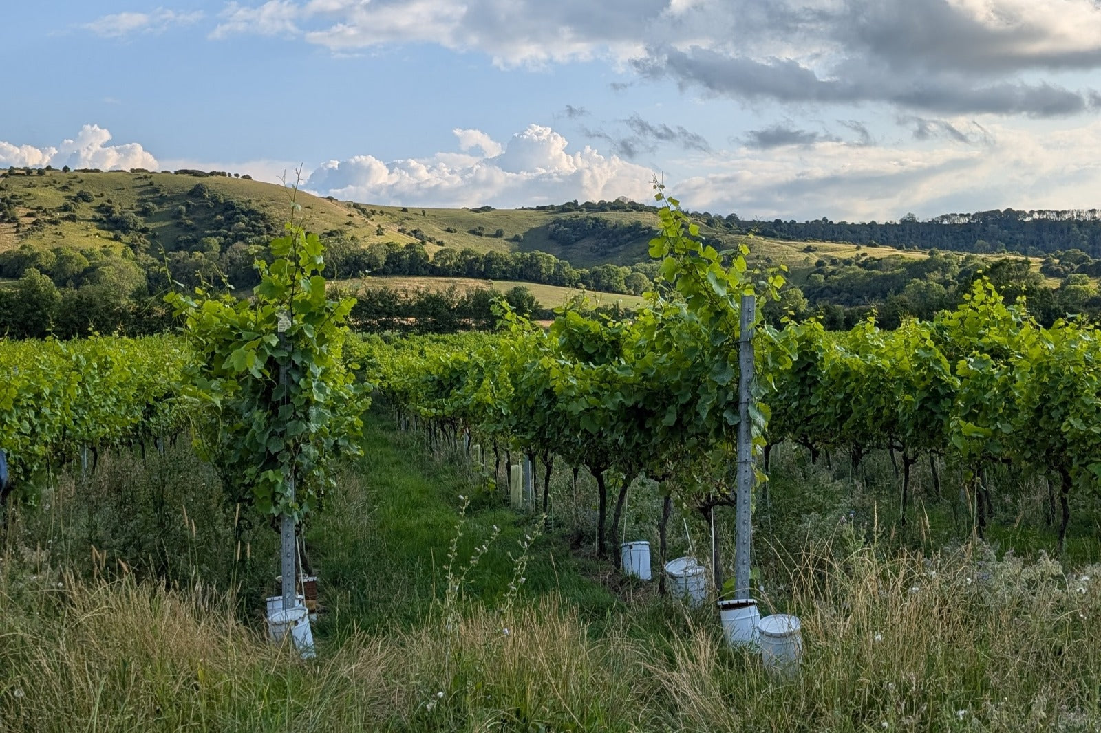 'Enough to float a whole population in happiness' Sussex Sparkling and the South Downs by Jessie Stanbrook
