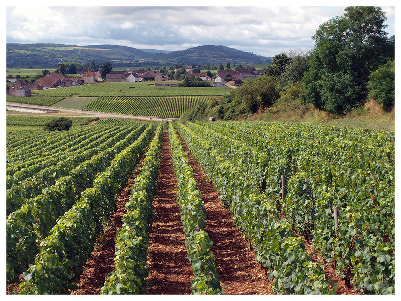 Butler's Guide to Chassagne-Montrachet - White Burgundy