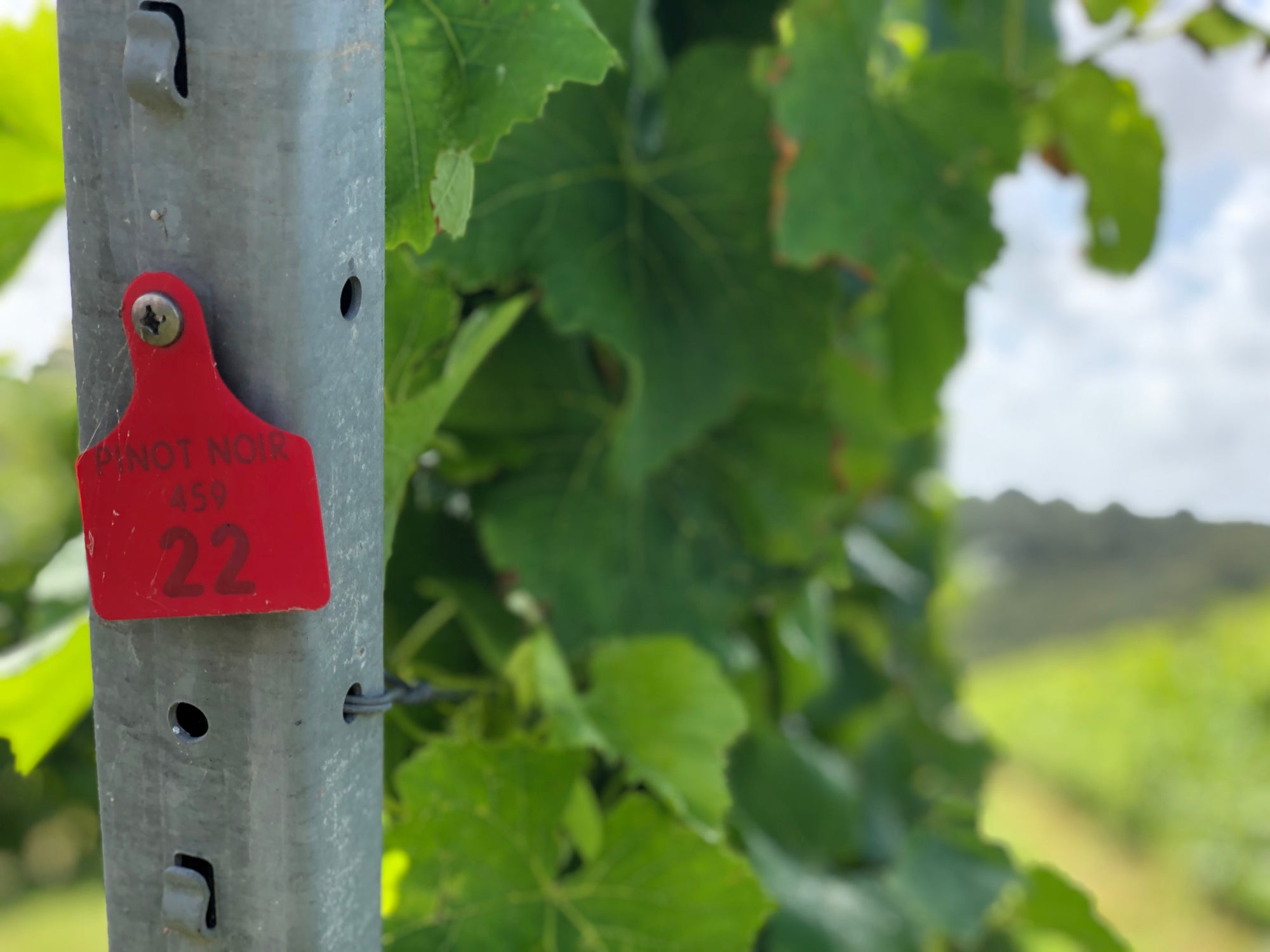 Team Visit to Rathfinny Wine Estate
